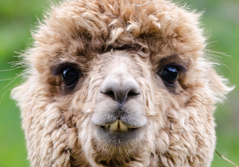 Where to find alpaca walks in the UK Have a Lovely Time