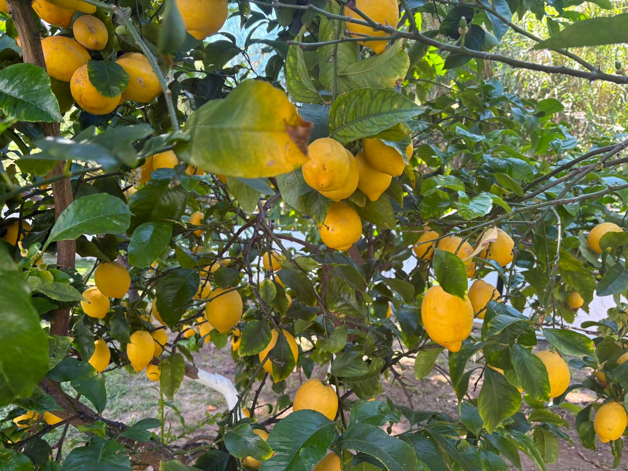 Ripe lemons at Green Park Hotel.