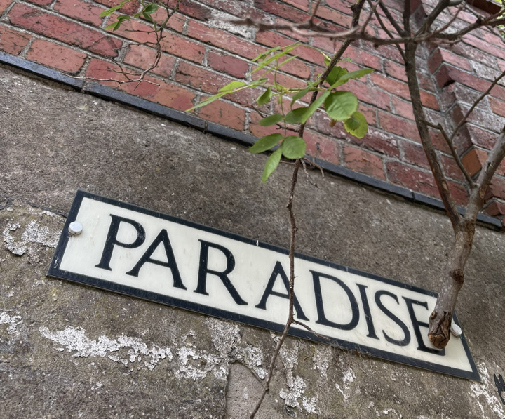 Weathered wall with a bold ‘Paradise’ sign mounted on peeling concrete beneath a red brick section and overhanging green leaves in Scarborough old town 